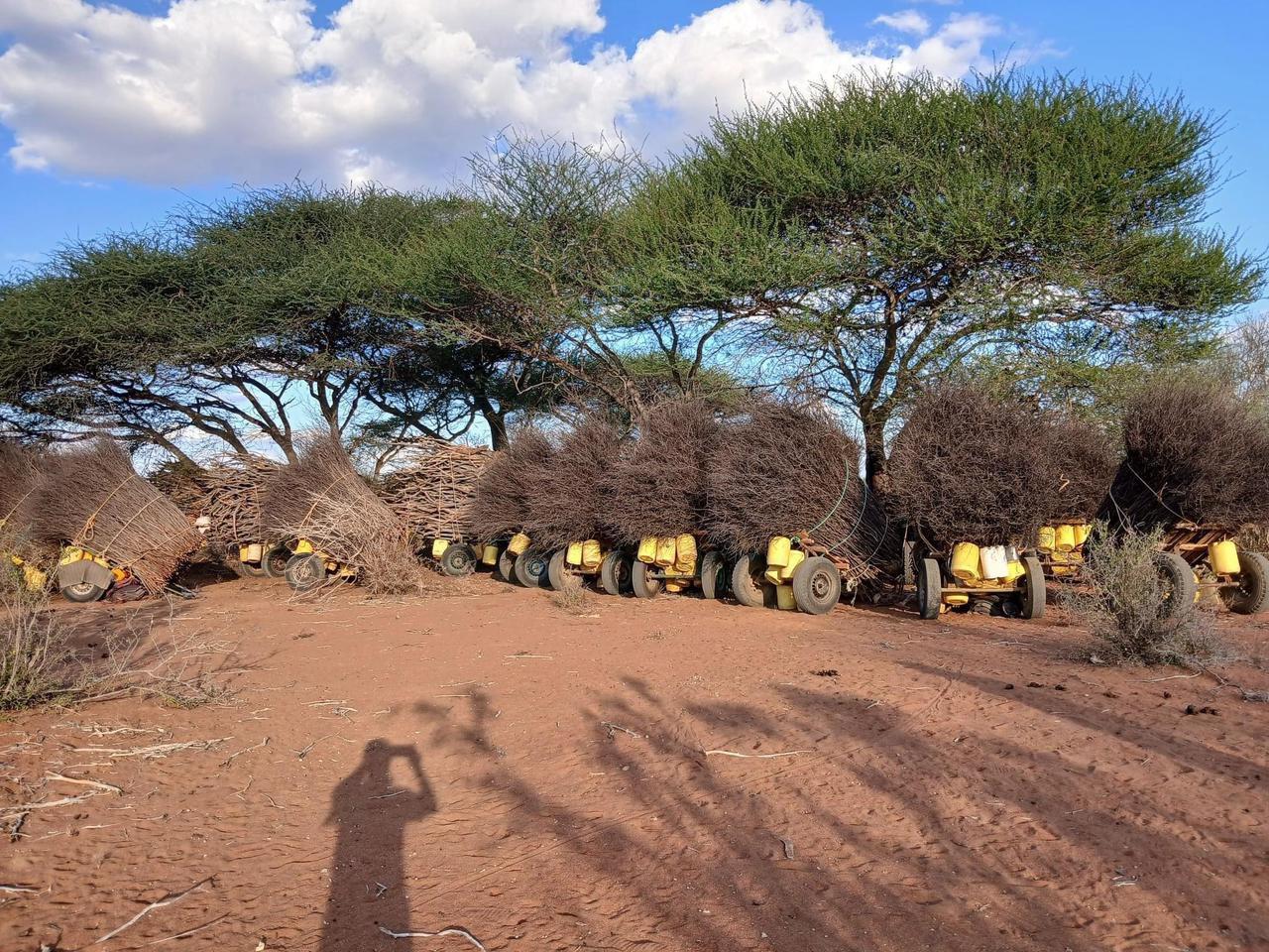 Duale decries massive deforestation in Garissa, Wajir counties