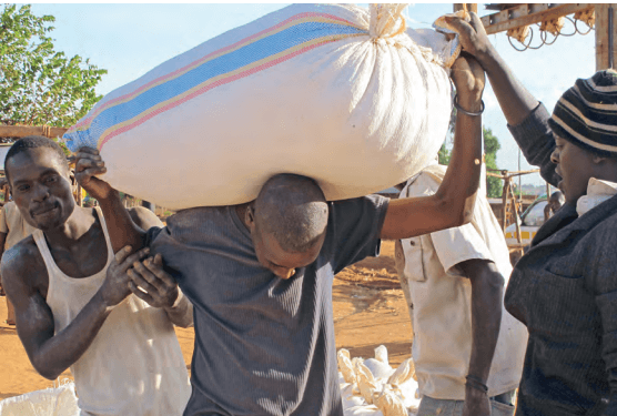 Climate change could lead to drop in maize production