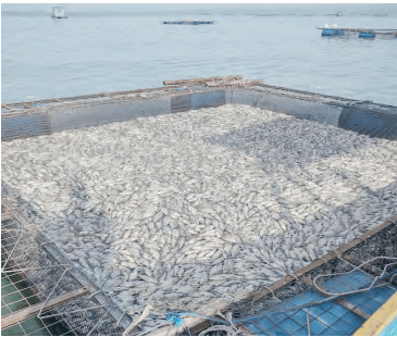 Researchers map cage fish farming sites in Kisumu to curb massive kills