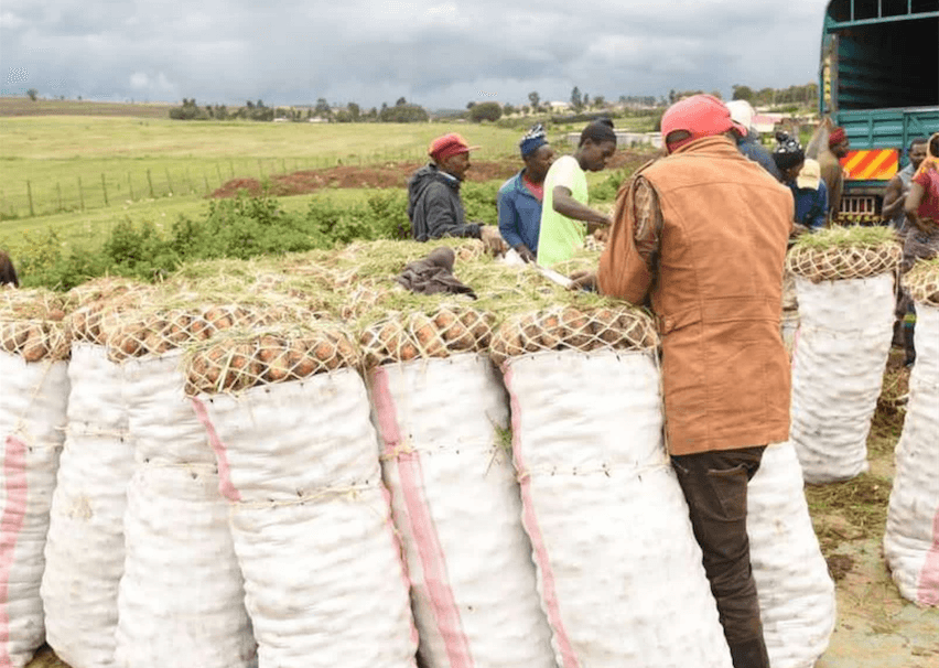 AFA in fresh drive to enforce 50-kg Irish potato bag rules