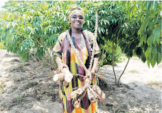 Shift to hybrid cassava improves yields in Kilifi