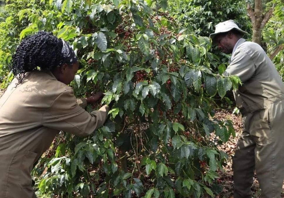 Farmers nets Sh372 million during this week’s coffee auction