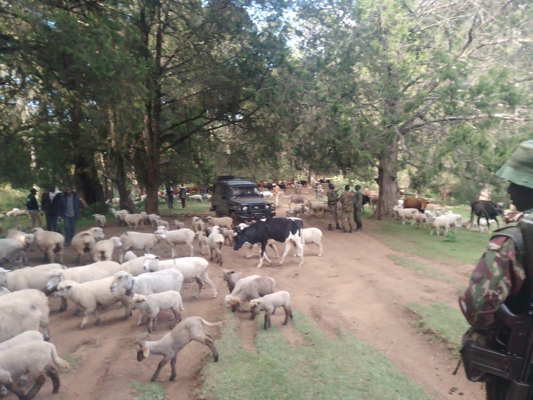 Herder shot dead in attempted animals robbery in Samburu