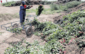 Crisis in Kenya’s fresh produce exports as more freighters exit