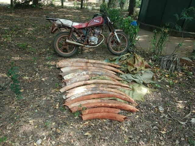 Suspects escape as cops recover 15 elephant tusks in Kwale