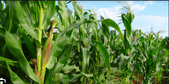 ANTHONY MWANGI: Urgently address country’s maize supply challenges