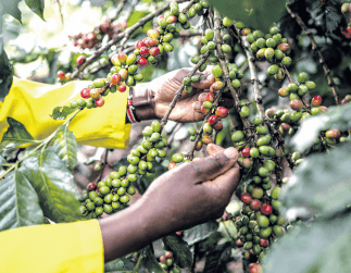 Experts raise concern over rising horticulture export interceptions