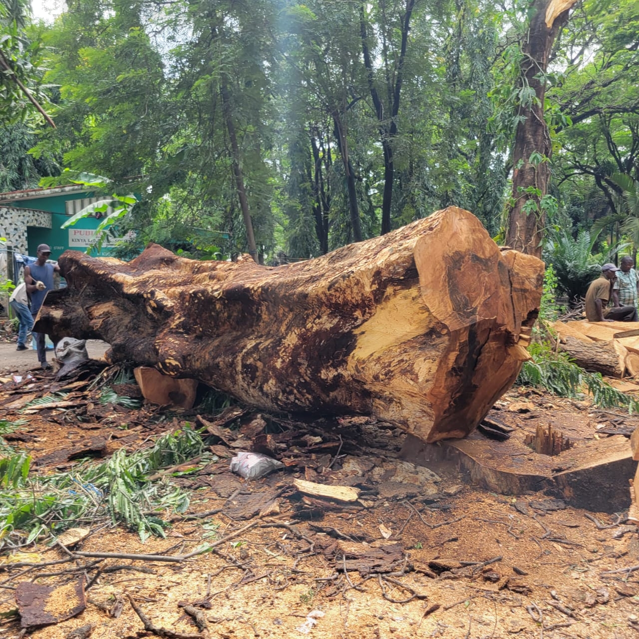 Activists demand answers after trees are felled at Uhuru Gardens